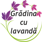 Grădina cu lavandă